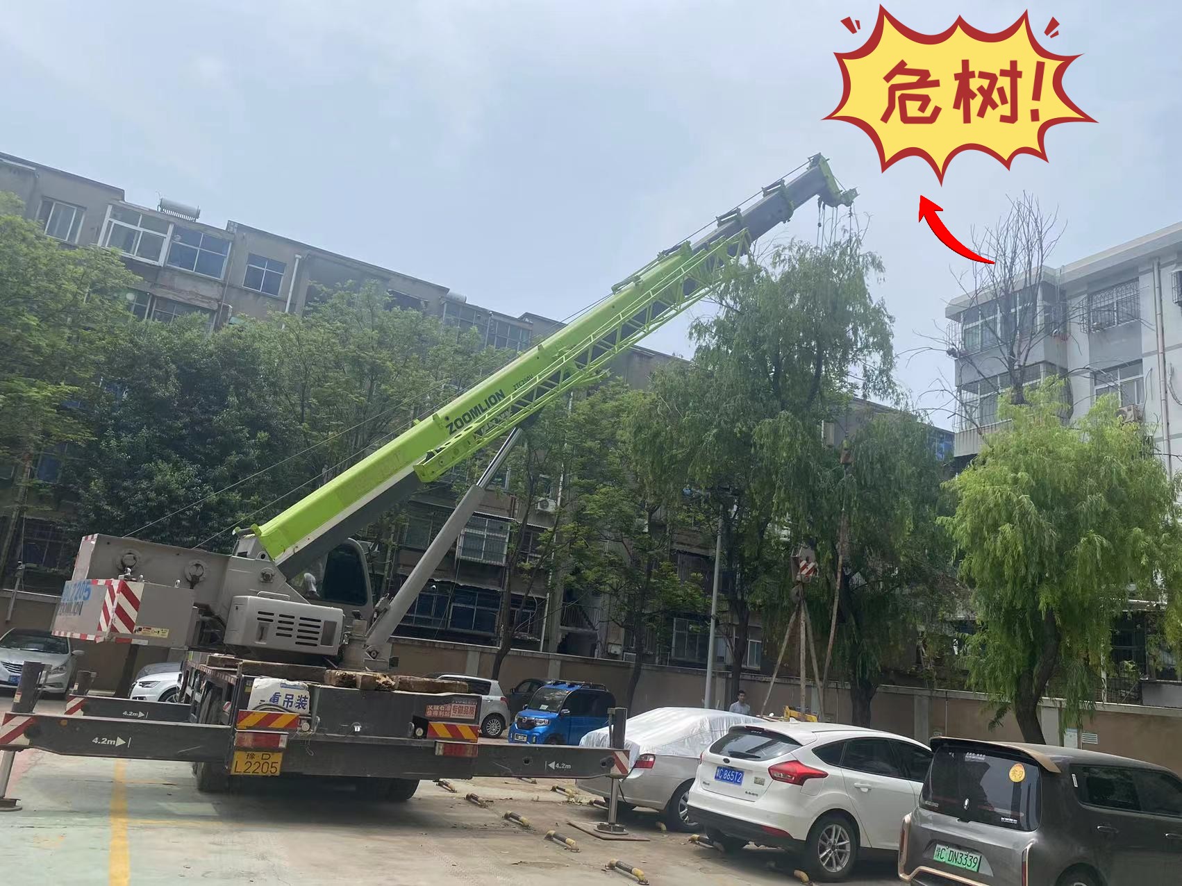 【潤達安全】處理危樹為業主排隱患